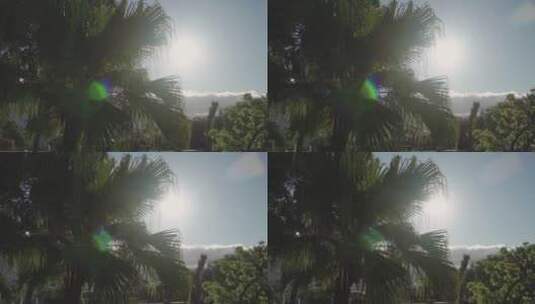 遮挡阳光的棕榈树高清在线视频素材下载