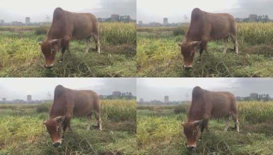 吃草的黄牛高清在线视频素材下载
