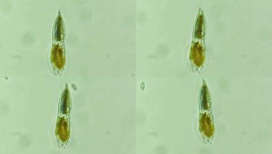 科研素材 微生物原生生物硅藻 5高清在线视频素材下载