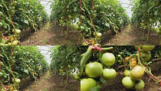 西红柿大棚种植高清在线视频素材下载