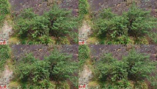 武夷山母树大红袍景区高清在线视频素材下载