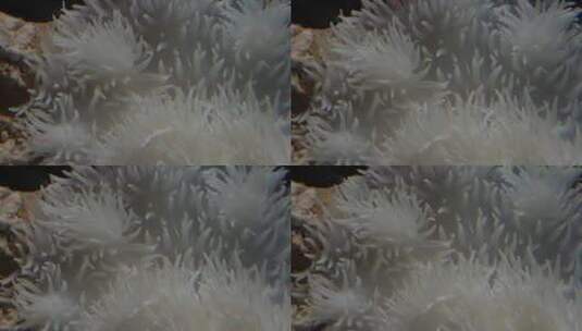 【镜头合集】白色海葵触手珊瑚海洋和生物高清在线视频素材下载