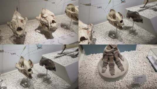 【镜头合集】古生物骨骼化石恐龙化石高清在线视频素材下载