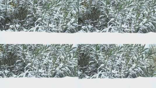 下雪天树叶上的积雪高清在线视频素材下载
