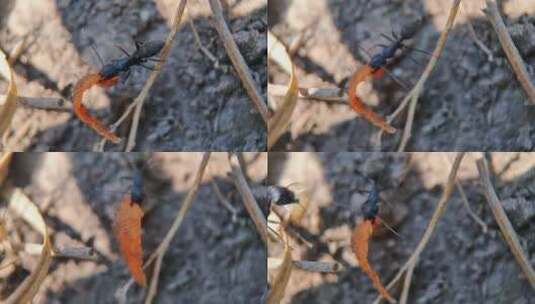 微距特写昆虫素材：运送食物的两只大黑蚂蚁高清在线视频素材下载