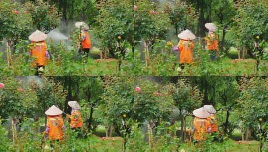 辛勤劳动的园丁在喷洒农药高清在线视频素材下载
