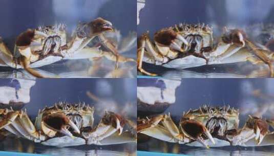 军山湖螃蟹高清在线视频素材下载