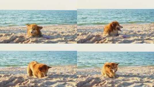 享受海滩的柯基狗狗高清在线视频素材下载