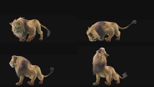 狮子 野兽 猛兽 雄狮 野生动物高清在线视频素材下载