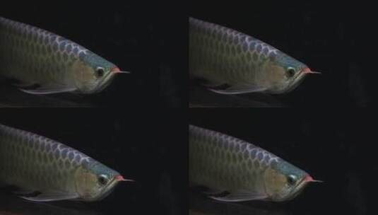 水族馆里各种鱼类视频素材高清在线视频素材下载