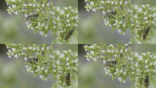 蜜蜂在给花朵授粉高清在线视频素材下载