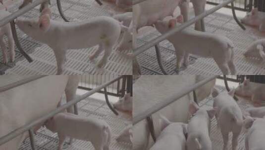 小猪吃奶1高清在线视频素材下载