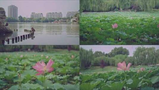 夏日北京公园里的鸭子高清在线视频素材下载