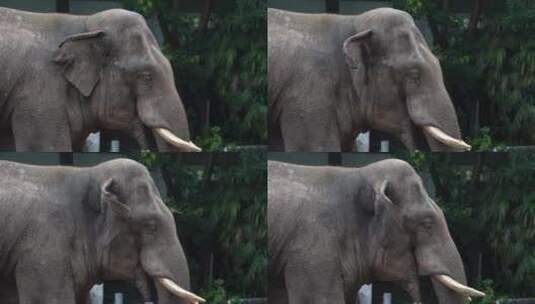 大象吃东西高清在线视频素材下载