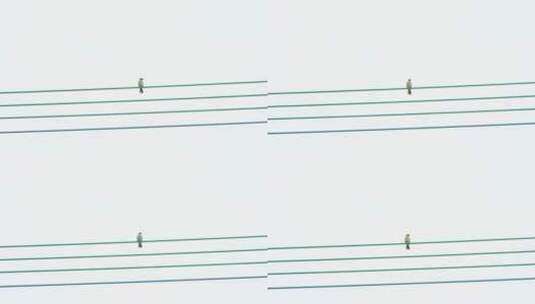 电线杆上休憩的鸟儿高清在线视频素材下载