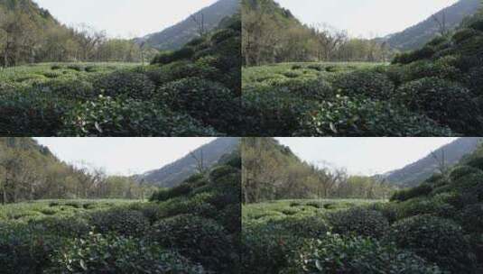 杭州西湖十景九溪烟树高清在线视频素材下载