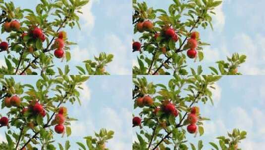 树梢上的苹果高清在线视频素材下载
