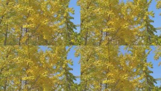 秋景秋天美丽银杏树高清在线视频素材下载