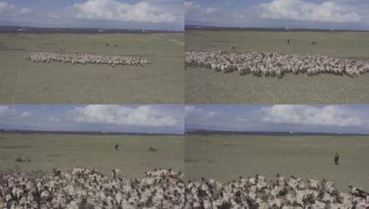 大草原光伏羊高清在线视频素材下载