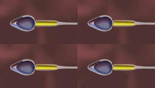 三维人体解剖精子剖面结构组成高清在线视频素材下载