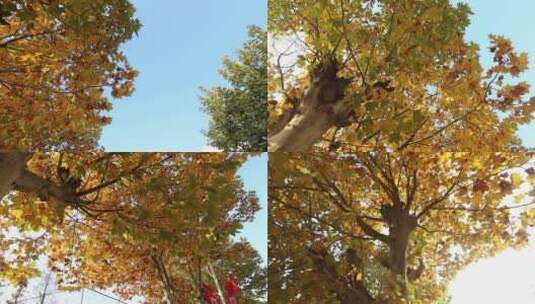 梧桐树 阳光下的梧桐 秋天的梧桐落叶高清在线视频素材下载