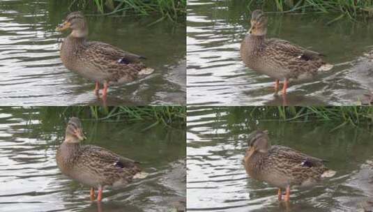 池塘边的鸭子高清在线视频素材下载
