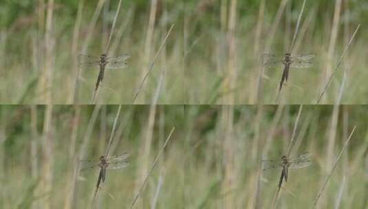 有透明翅膀的大型蜻蜓高清在线视频素材下载