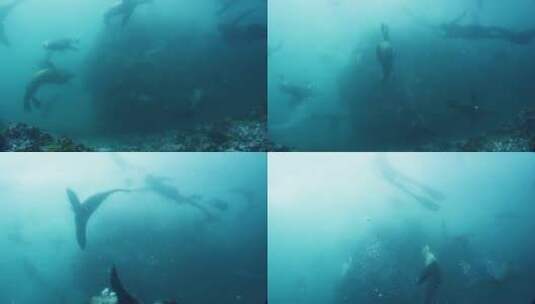海底的海豹高清在线视频素材下载
