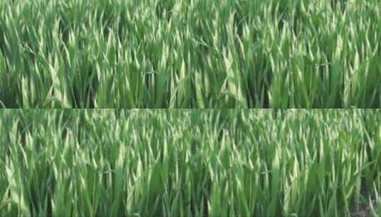 4K绿色的草地高清在线视频素材下载