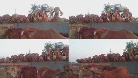 一群呆萌的牛群高清在线视频素材下载