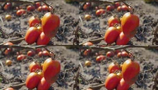 红色的西红柿挂在干燥的树枝上。干旱的后果高清在线视频素材下载