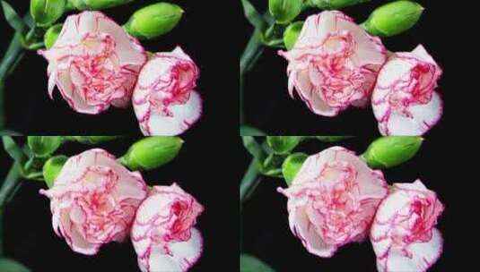 温柔的白色粉红色康乃馨花高清在线视频素材下载