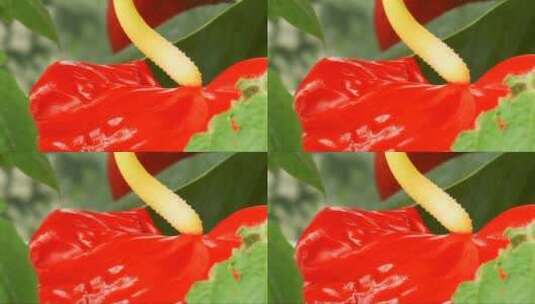 随风摇曳的红色花朵 (4)高清在线视频素材下载