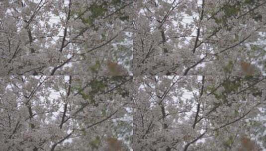 樱花 唯美 花卉高清在线视频素材下载