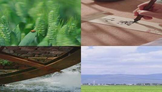 小满 小满节气 小满竖版 麦田小麦 下雨高清在线视频素材下载