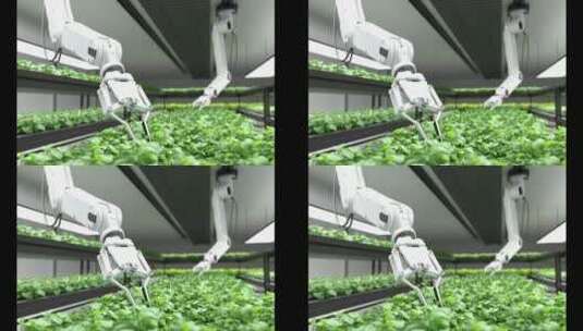 AI人工智能机器人种植蔬菜高清在线视频素材下载