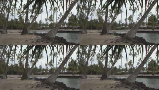 海滩上的棕榈树特高清在线视频素材下载