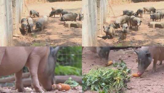 农村 生态 养猪高清在线视频素材下载