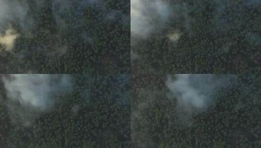 树木覆盖的森林从上方穿过云层高清在线视频素材下载