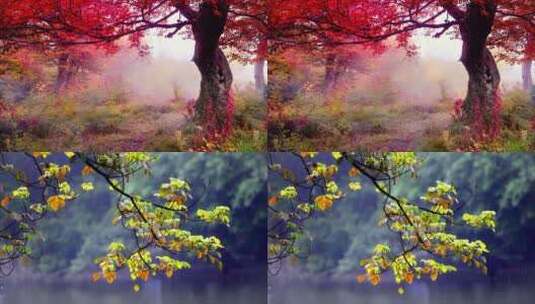 秋天秋叶秋景山林山枫叶唯美红叶航拍高清在线视频素材下载