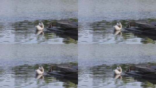 湖边戏水的鸭子高清在线视频素材下载