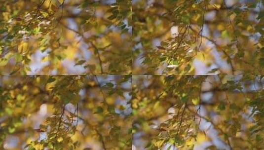 秋季随风飘扬的树枝高清在线视频素材下载