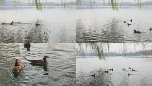 杭州西湖里的鸳鸯空镜合集高清在线视频素材下载