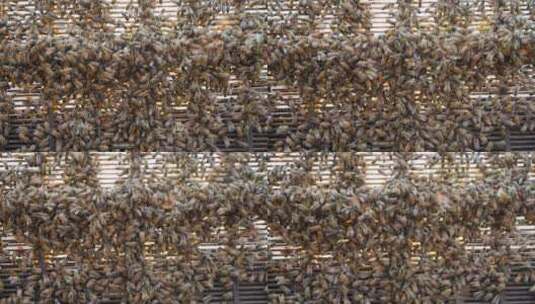 蜂巢里密密麻麻爬满了蜜蜂特写高清在线视频素材下载