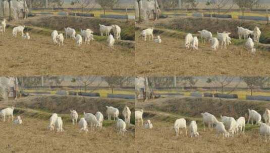 一群羊4K高清在线视频素材下载