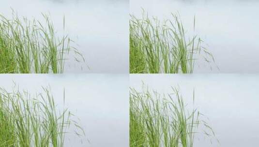 初夏雨天湖边菖蒲叶子唯美空镜高清在线视频素材下载