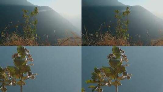 冬季枯黄悬崖峭壁上一颗紫薇高清在线视频素材下载