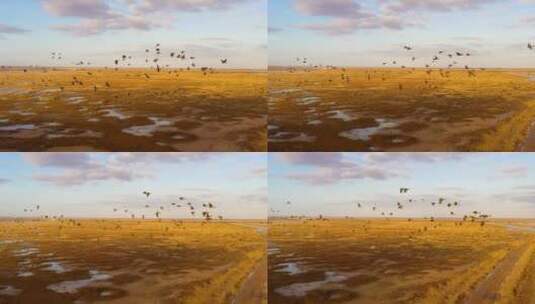 黄河三角洲鸟群高清在线视频素材下载