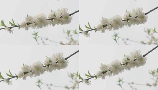 樱花-晚樱-14高清在线视频素材下载