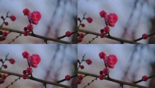 春天微风中含苞待放的樱花高清在线视频素材下载